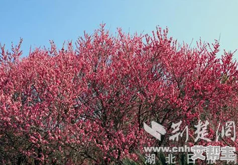 侍魂胧月传说随风飘的鱼位置全攻略：揭秘鲤鱼旗的隐藏之地