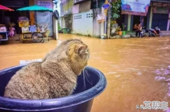 啊啊啊啊啊啊好多水，近日某地因持续降雨导致洪水泛滥，居民紧急撤离，救援工作正在全力进行中